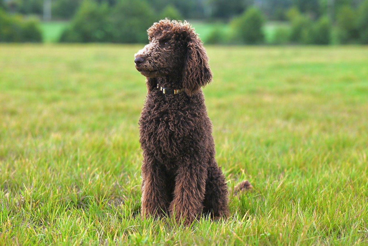 kongelig puddel aurelio, natur, stor puddel, kæledyr, hund, dyr