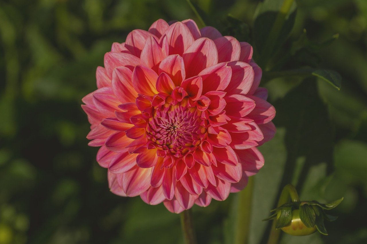flower, dahlia, blossom, bloom, flora, botany, garden, nature, close up, background, summer, bud, white, macro, petals, flower wallpaper, full hd wallpaper, 4k wallpaper, desktop backgrounds, structure, plant, violet, pink, hd wallpaper, orange