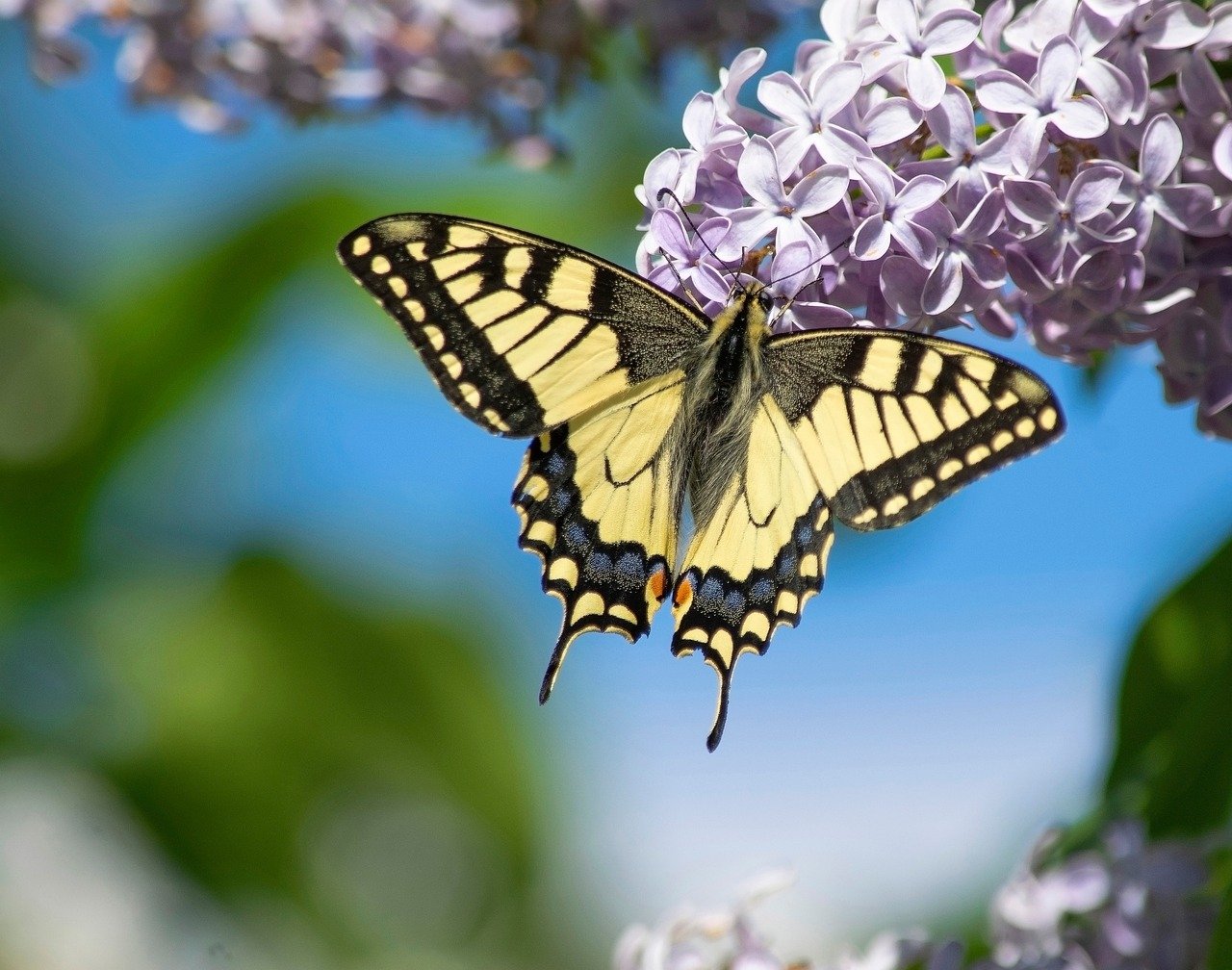 butterfly, insect, knight butterfly, major, colorful, beautiful, lilac, purple, flower, flower background, flowers, flower wallpaper, summery, summer, garden, nature, yellow, decorative, light purple, wings, summer day, hot, beautiful flowers, sunny