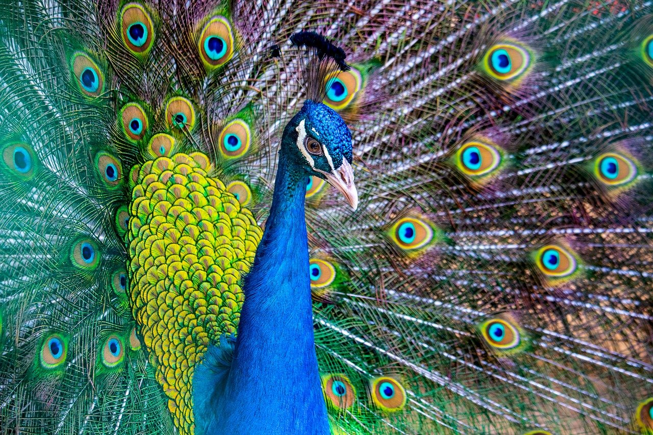 bird, nature, peacock, feathers, pattern, colorful, zoo, texture, proudly