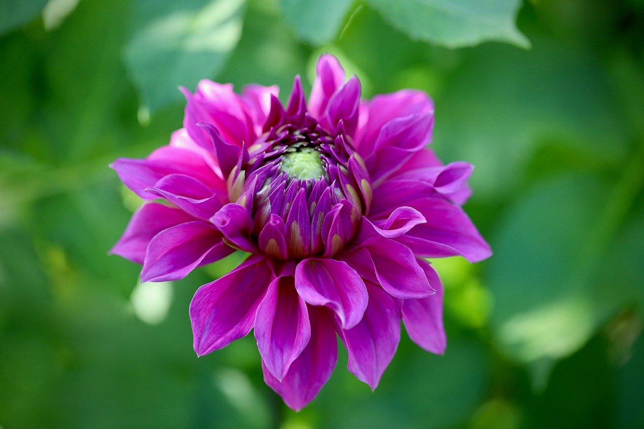 dahlia, blossom, mac wallpaper, hd wallpaper, bloom, desktop backgrounds, free background, full hd wallpaper, free wallpaper, violet, floral background, bud, 4k wallpaper, wallpaper hd, petals, beautiful flowers, windows wallpaper, cool backgrounds, beautiful wallpaper, laptop wallpaper, flower wallpaper, wallpaper 4k, 4k wallpaper 1920x1080, background, nature