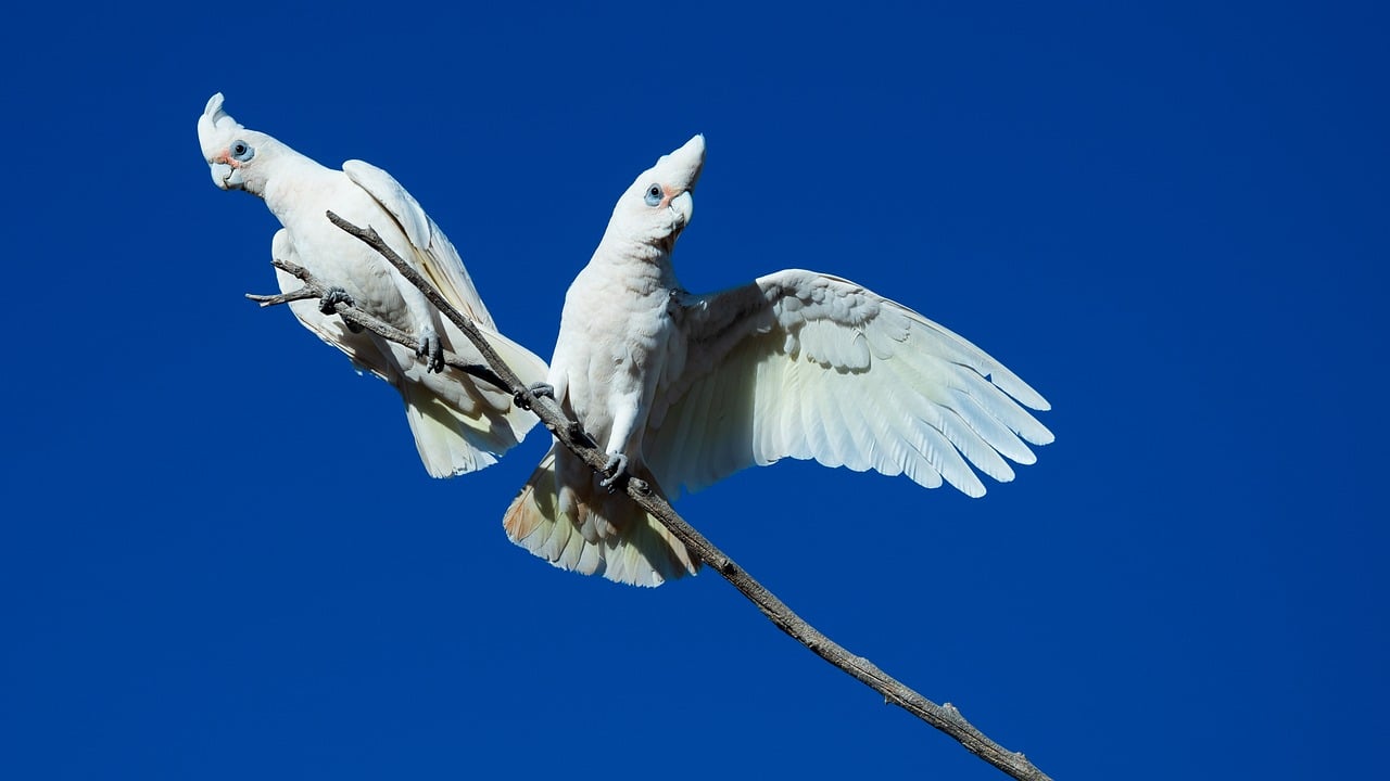 corella, natura, papuga, pustynia