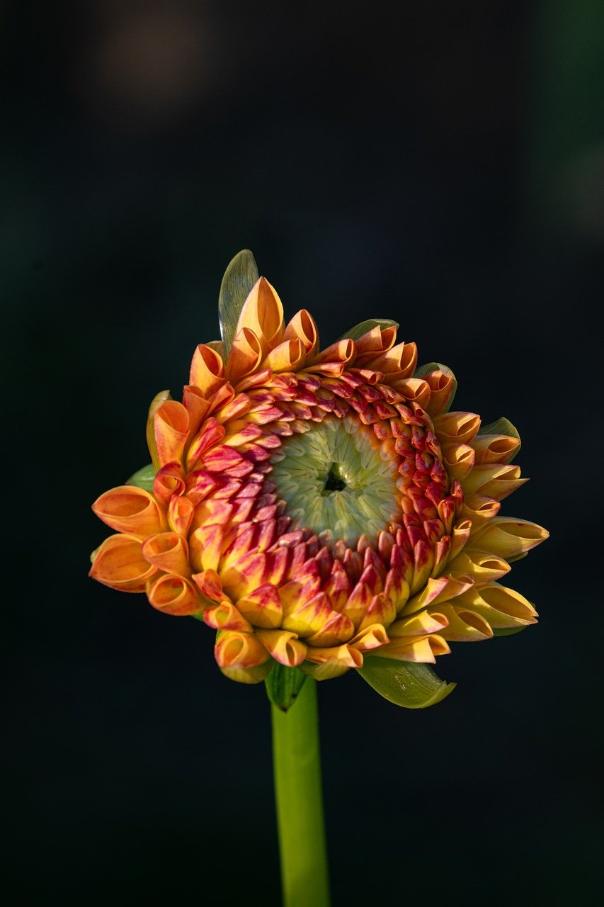 flower, dahlia, floral background, blossom, flower wallpaper, beautiful wallpaper, flower background, bloom, flora, botany, garden, nature, close up, background, summer, yellow, red, beautiful flowers, orange, summer flower, august, laptop wallpaper, 4k wallpaper, vertical shot, nursery