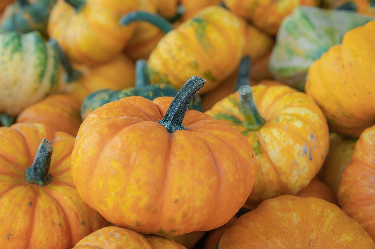 ornamental gourds, fall, pumpkins, decoration, autumnal, harvest, autumn decoration, crop plant, nature