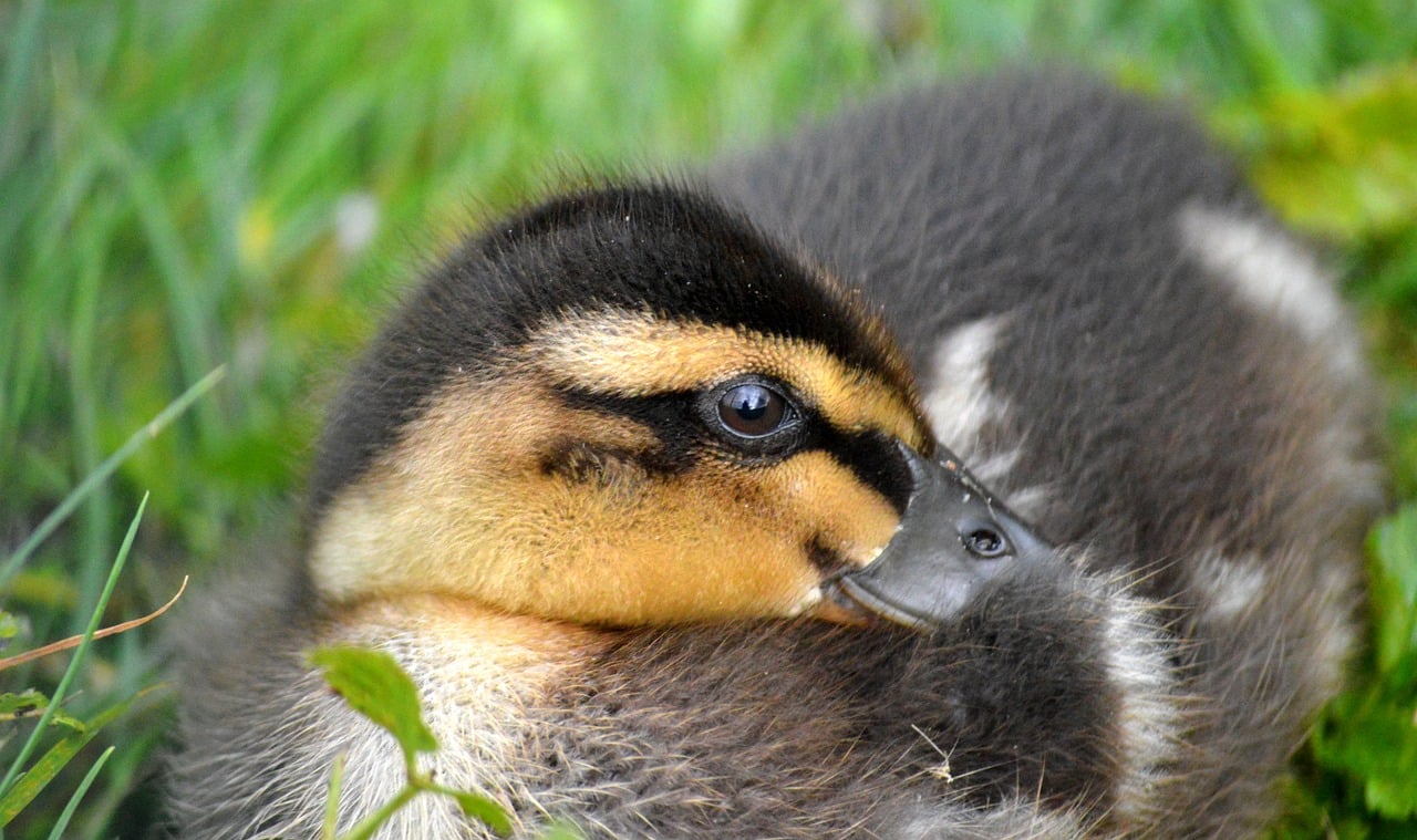 ducklings, chick, offspring, duck, mallard, animal, small, cute, bird, duck bird, pond, lake, plumage, fluffy, animal world, close up, wildlife, young duck, nature, water bird, young, schwimmvogel, animal children, waters, alone