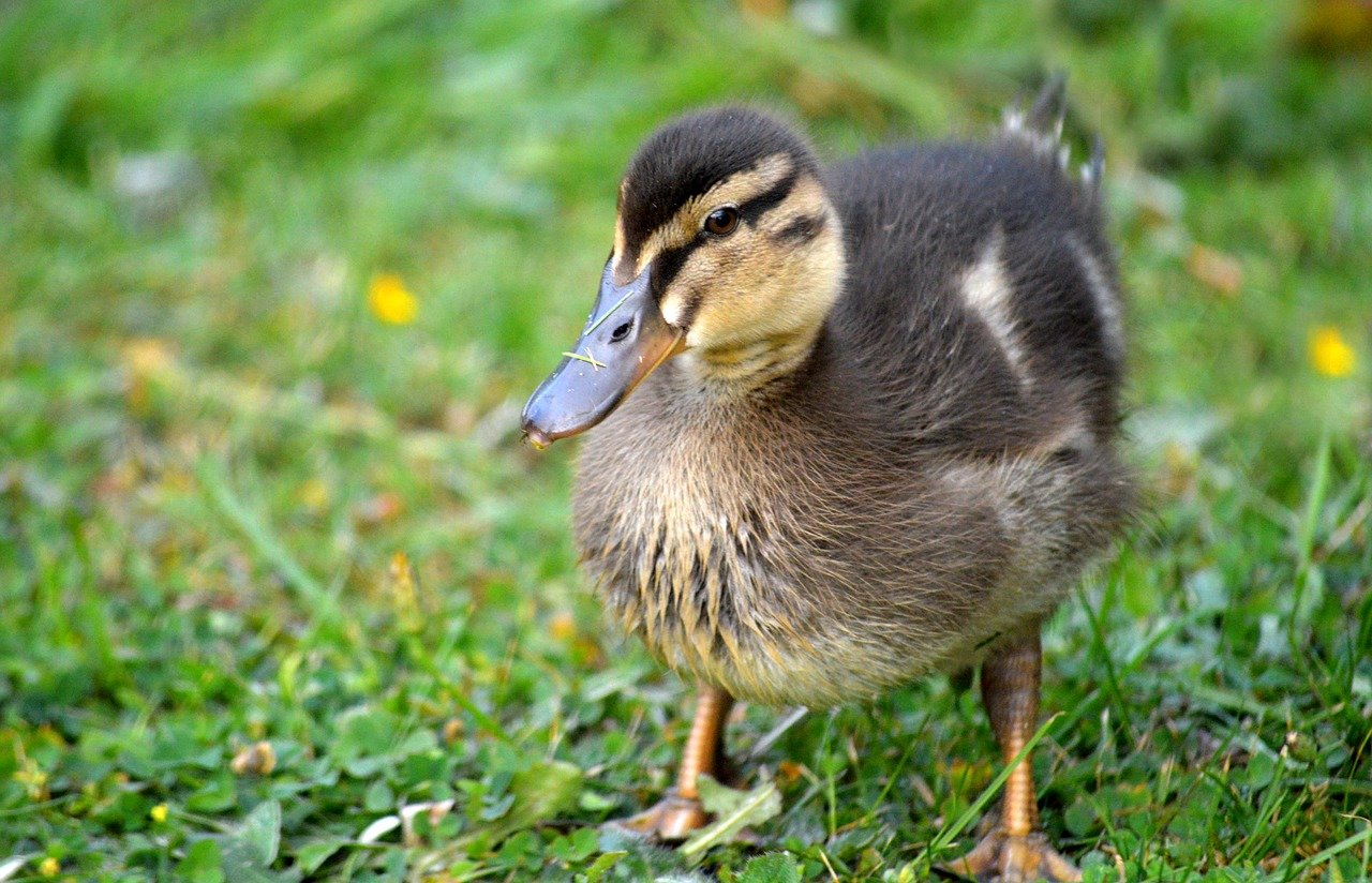 ducklings, chick, offspring, duck, mallard, animal, small, cute, bird, duck bird, pond, lake, plumage, fluffy, animal world, close up, wildlife, young duck, nature, water bird, young, schwimmvogel, animal children, waters, alone