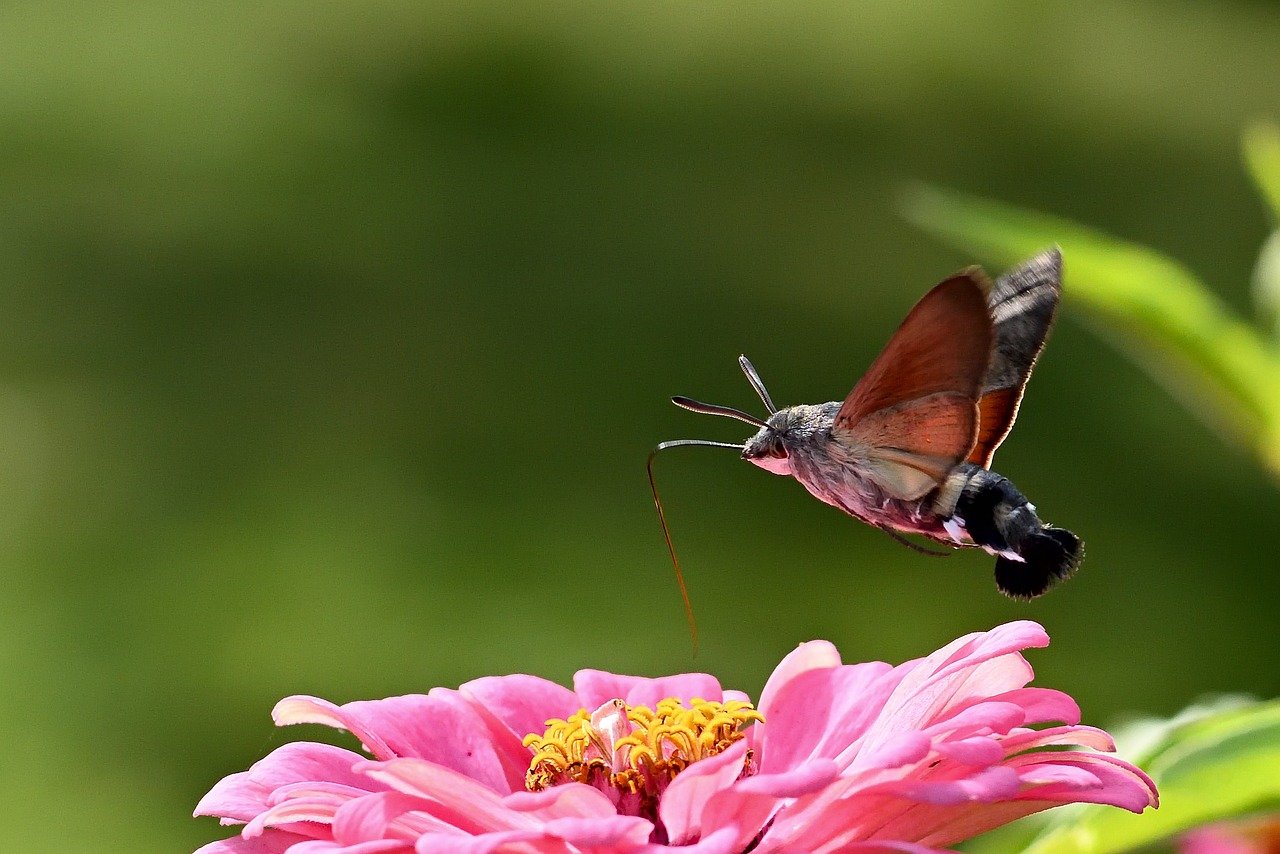 moth, hummingbird hawk moth, insect, butterfly, close up, garden, zinnia, wing, peregrine butterfly