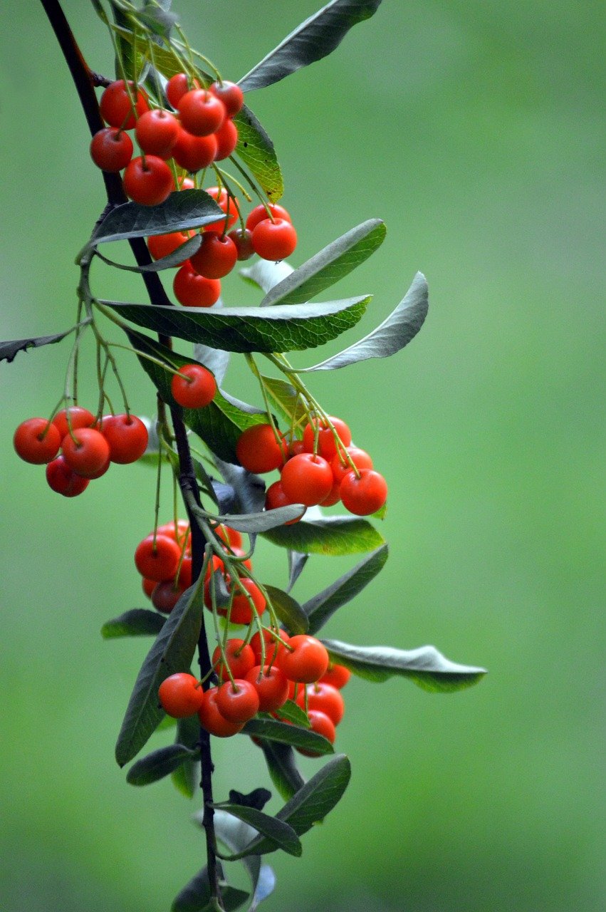 firethorn, shrub, branch, firethorn branch, pome fruit family, berry, firethorn berries, ornamental wood, fall, ornamental plant, fruit, nature, nature wallpaper, orange berries