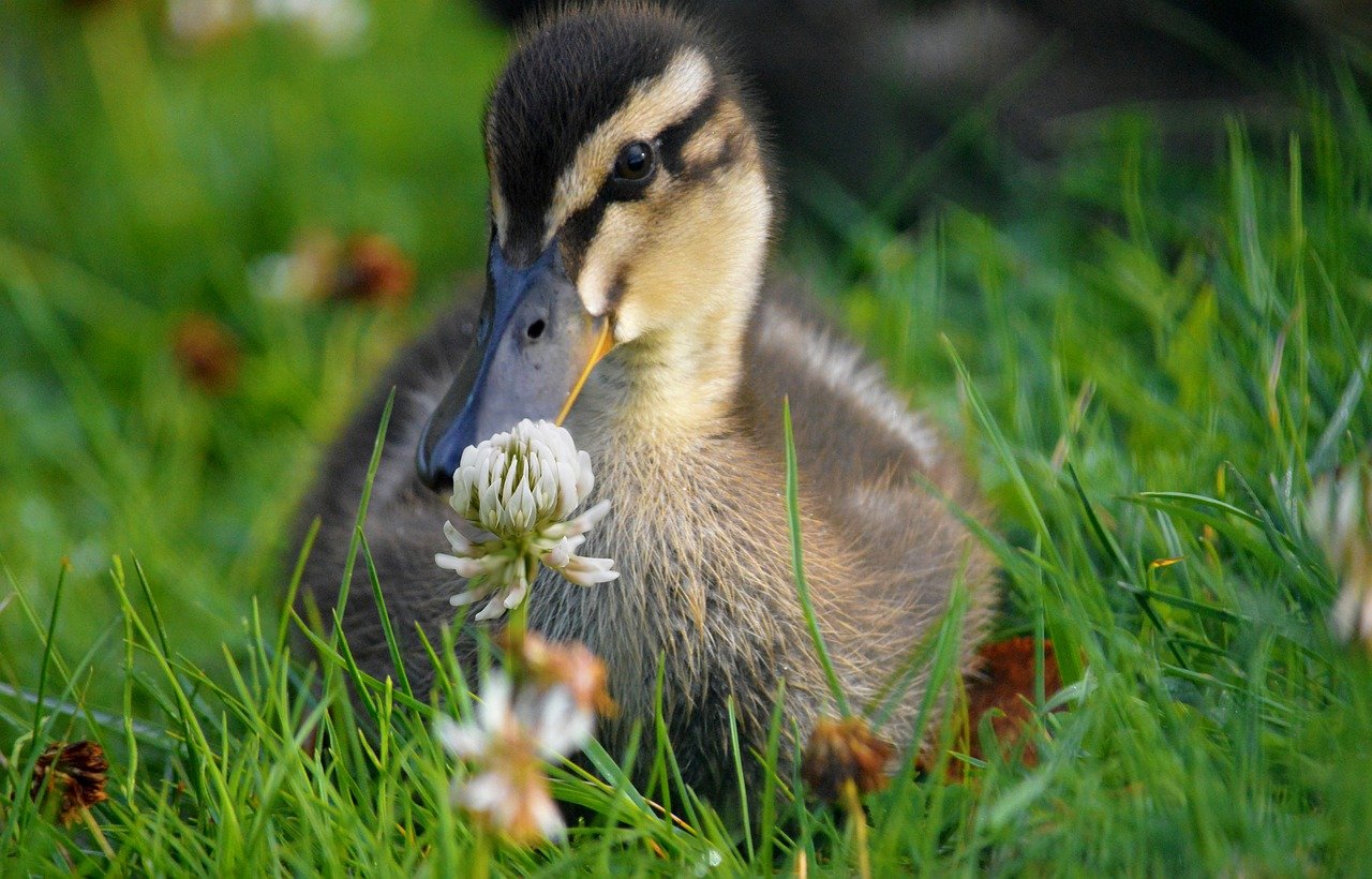 ducklings, chick, offspring, duck, mallard, animal, small, cute, bird, duck bird, fluffy, animal world, close up, wildlife, young duck, nature, water bird, young, schwimmvogel, animal children, meadow, lawn, grass, clover blossom, clover
