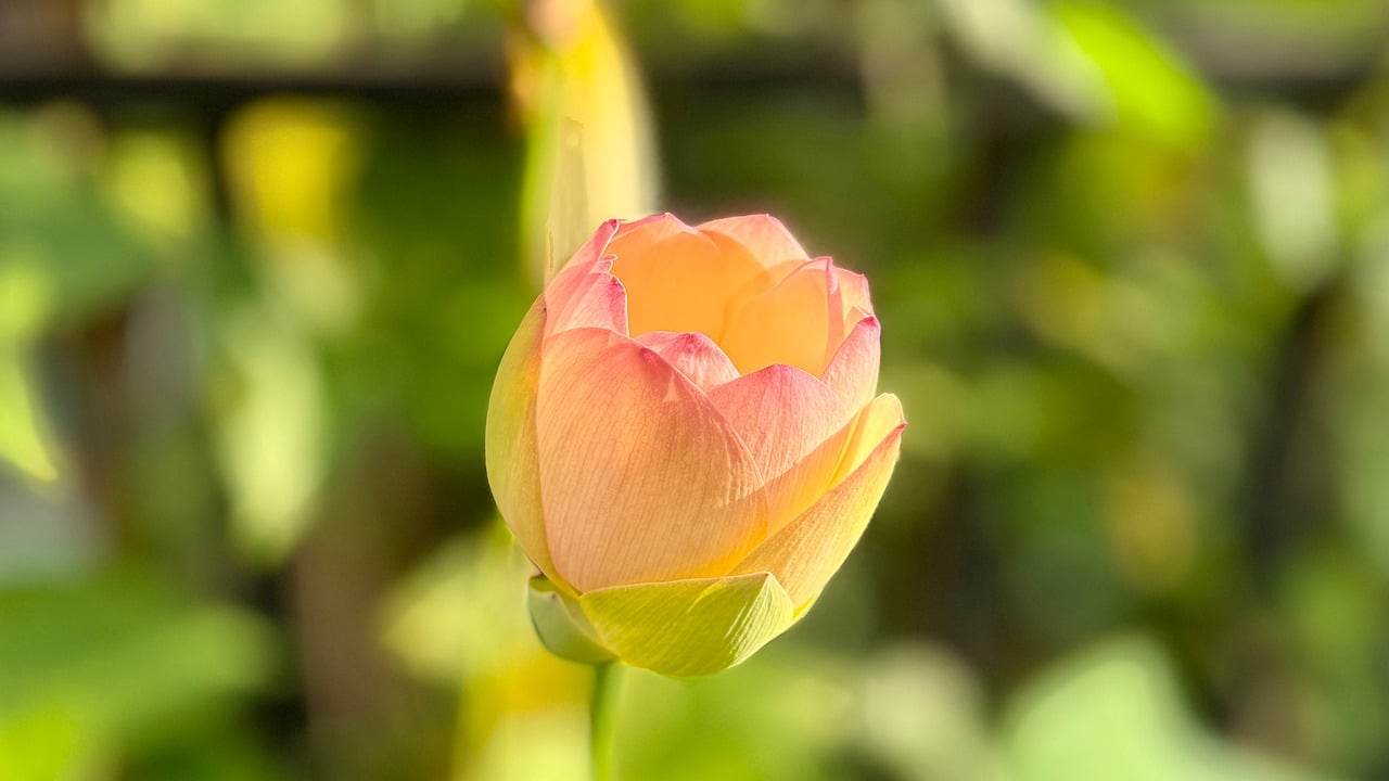 bowl lotus, petal, jhjd, close up, wallpaper, summer, hd wallpaper, flowers