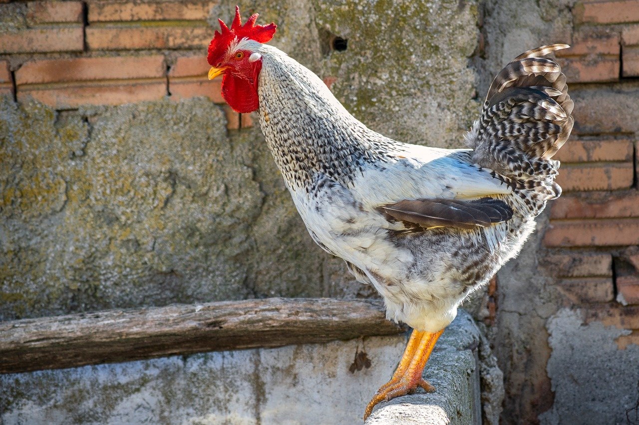 gallo, pens, crest, chicken coop, bird, tail, animal, domestic