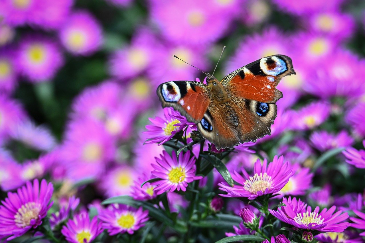 peacock eye, butterfly, nature, insect, close up, entomology, animal, wing, blossoms, asters