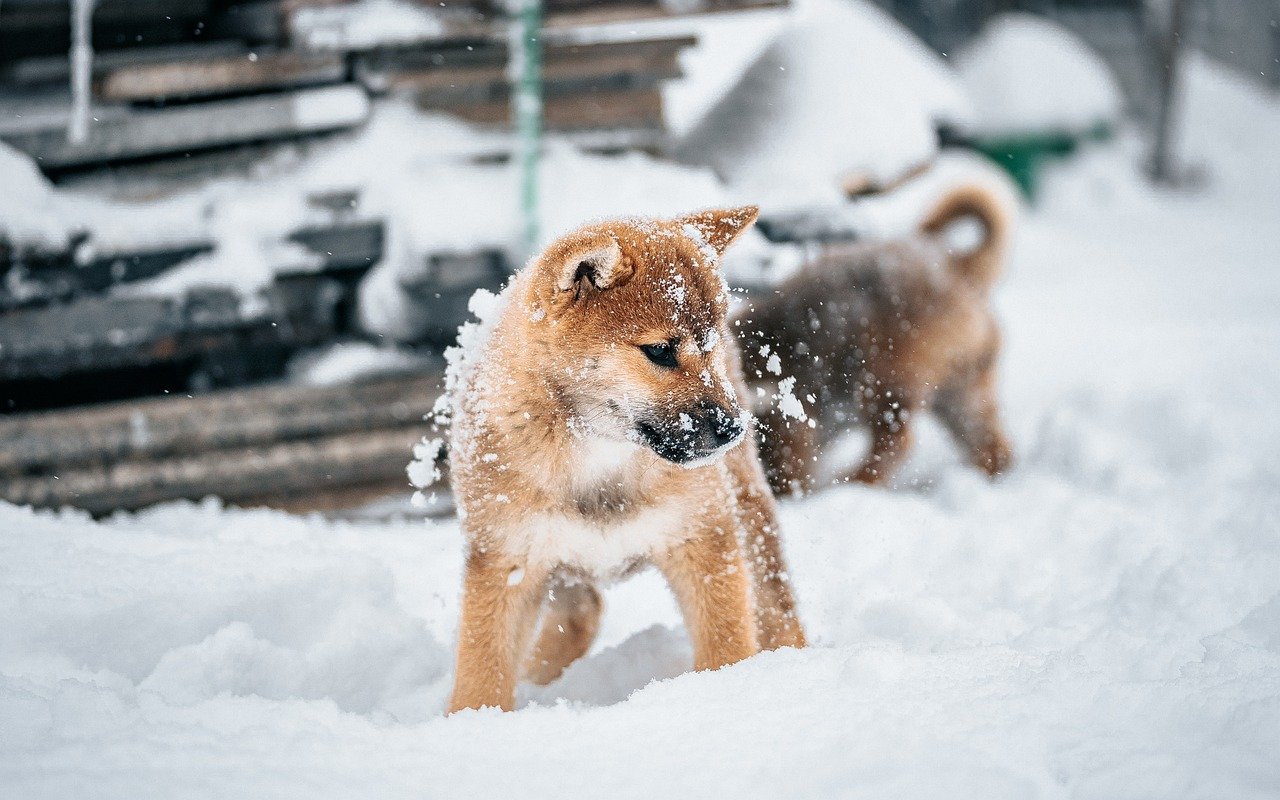 hund, kæledyr, dyr, hundehvalp, sød, natur, shiba