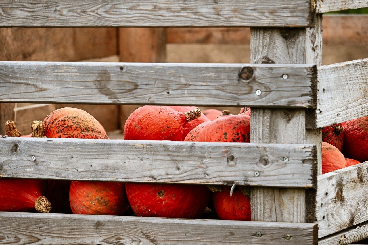 pumpkin, fall, nature, harvest, farm yard, agriculture, vegetables, food, fresh, healthy, naturally