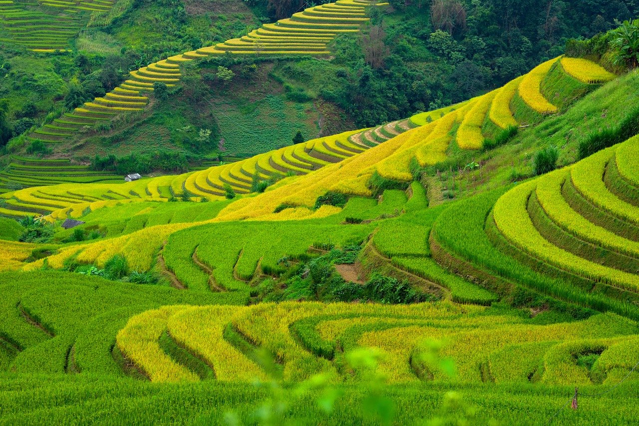 vietnam, blind cang brush, terraces, golden season, paddy, home, tree, mountain, nature, high land