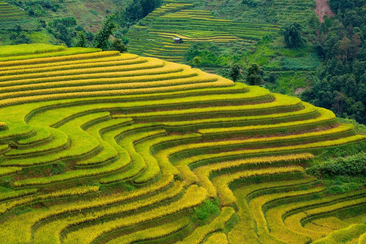 vietnam, blind cang brush, nature, terraces, golden season, paddy, home, tree, mountain, high land