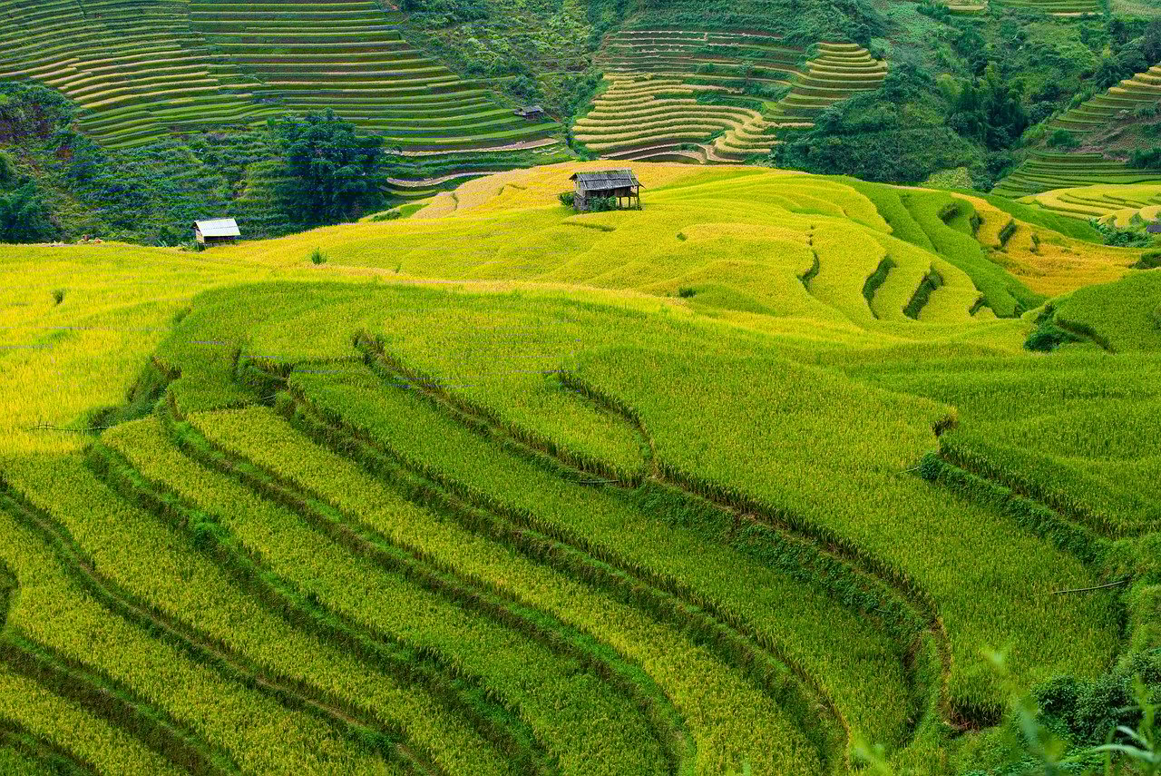 vietnam, blind cang brush, terraces, nature, golden season, paddy, home, tree, mountain, high land