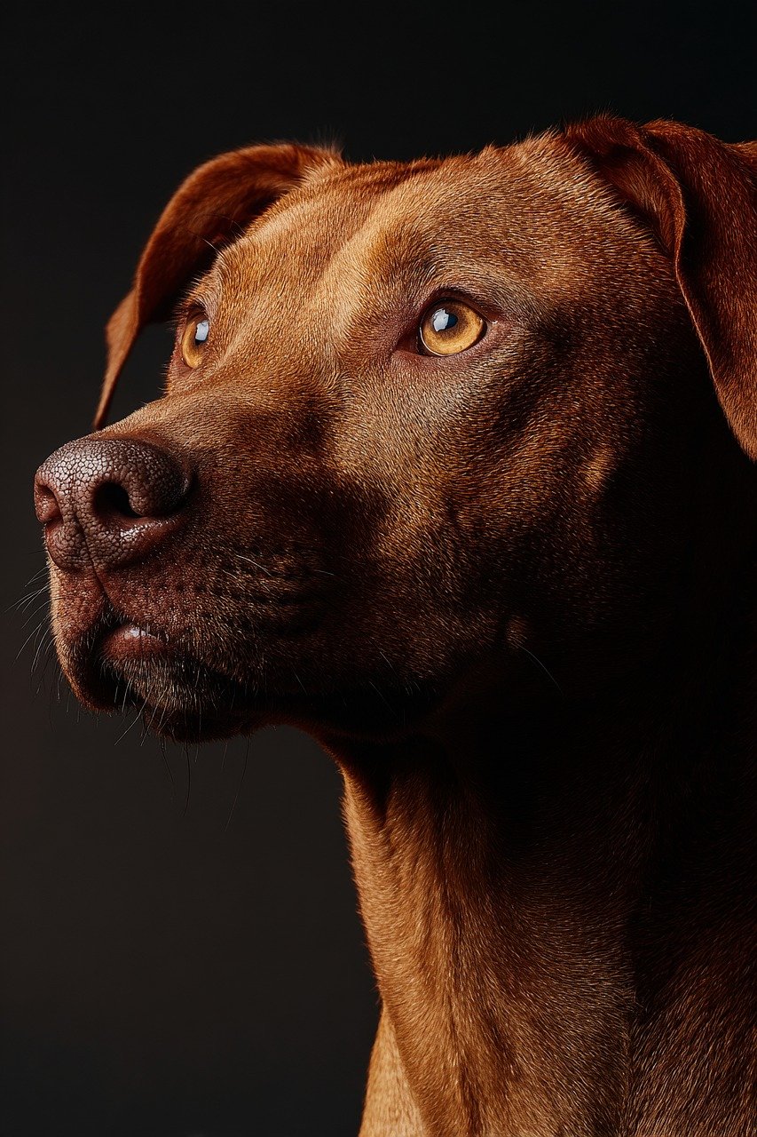 puppy, puppies, international dog day, dog day, pet, pets, man's best friend, furry friend, canine, loyal, adorable, cute, playful, happy dog, dog lover, dog lovers, best friend, four legged friend, dog photography, dog life, celebrate dogs, love dogs, 犬達