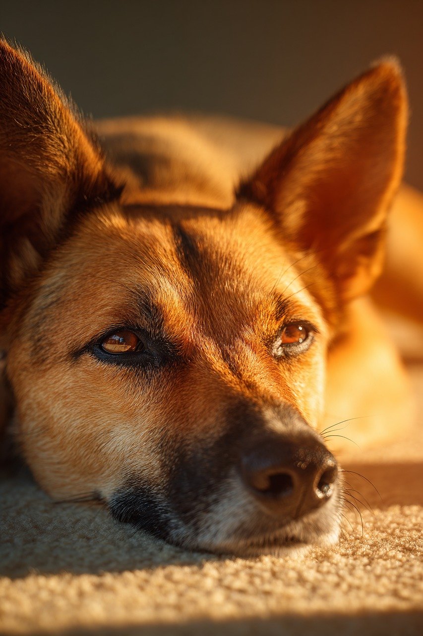 puppy, puppies, international dog day, dog day, pet, man's best friend, furry friend, canine, loyal, adorable, cute, playful, happy dog, dog lover, best friend, four legged friend, dog photography, dog life, celebrate dogs, love dogs