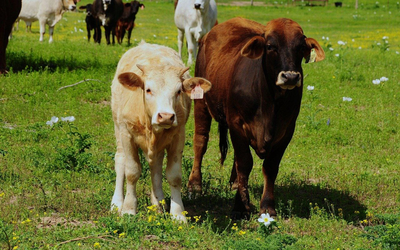cows, cattle, animal, pasture, mammal, farm