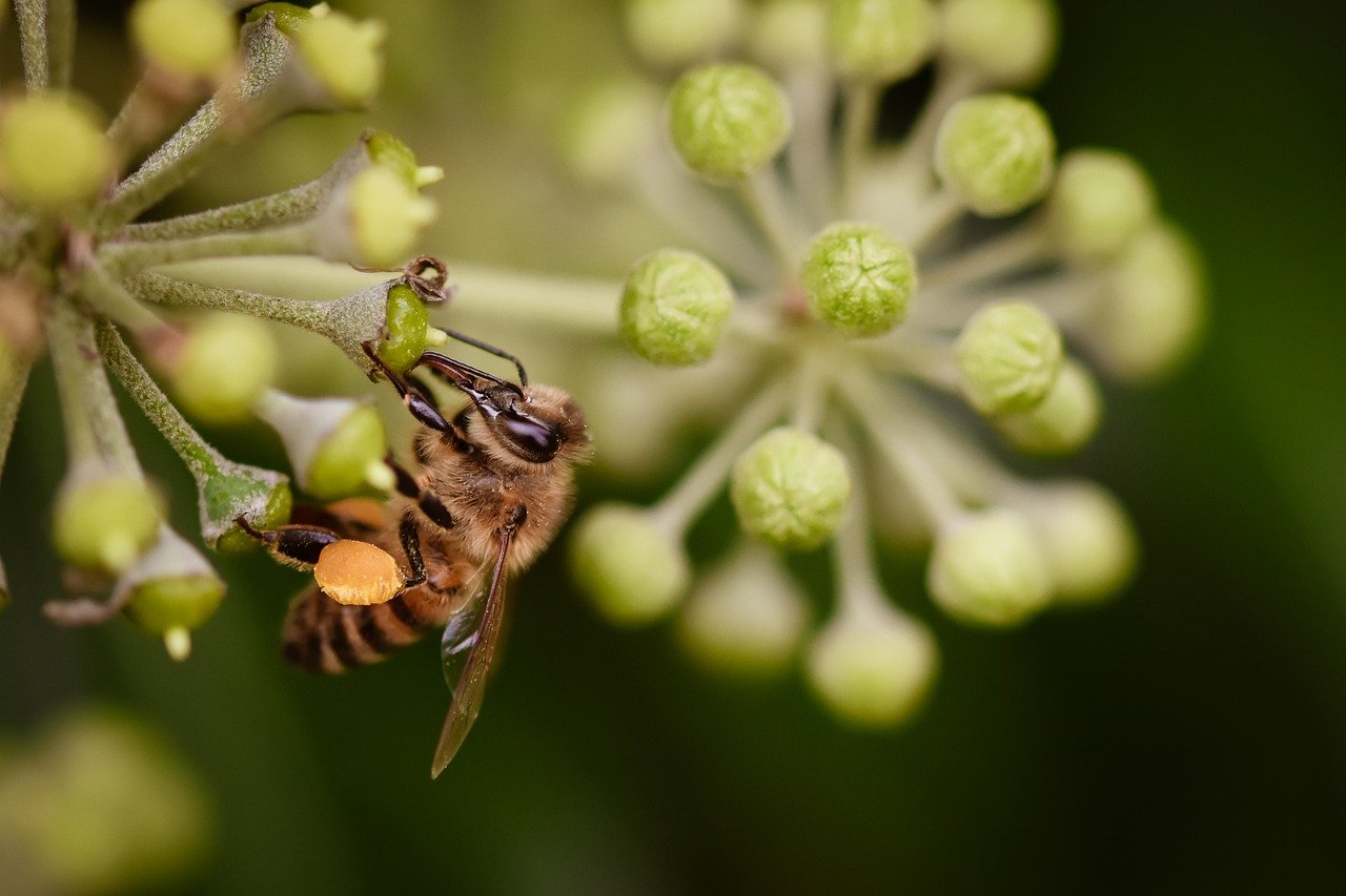 bee, insect, nature, macro, pollination, close up, honey bee, wing, entomology, world bee day, pollen, nectar, flora