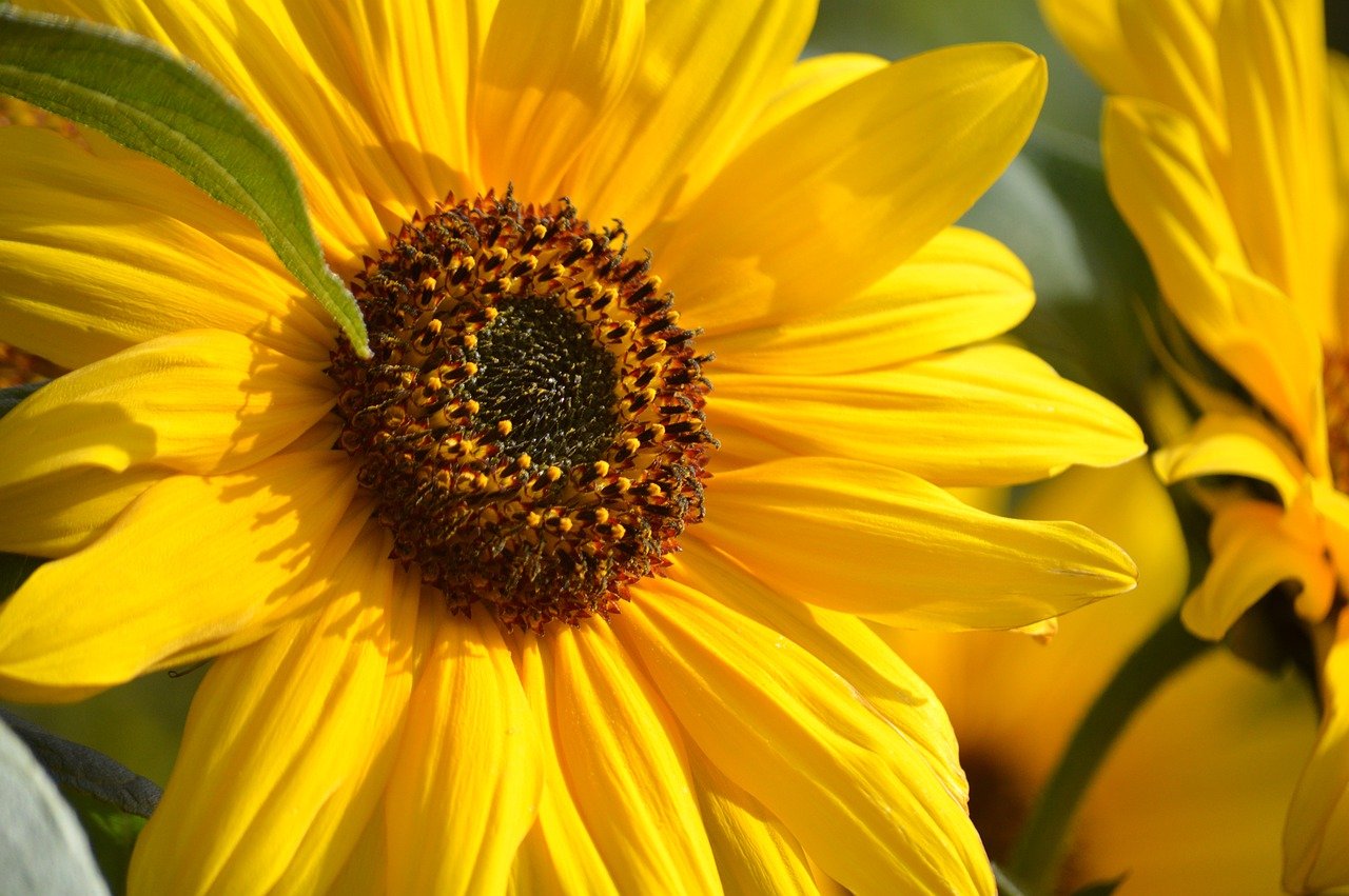 flower, garden, nature background, hd background, nature wallpaper, floral background, flower wallpaper, flowers wallpaper, flora, hd wallpaper, beautiful flowers, sunflower, yellow, nature, summer, flower background, close up, petals, tubular flowers