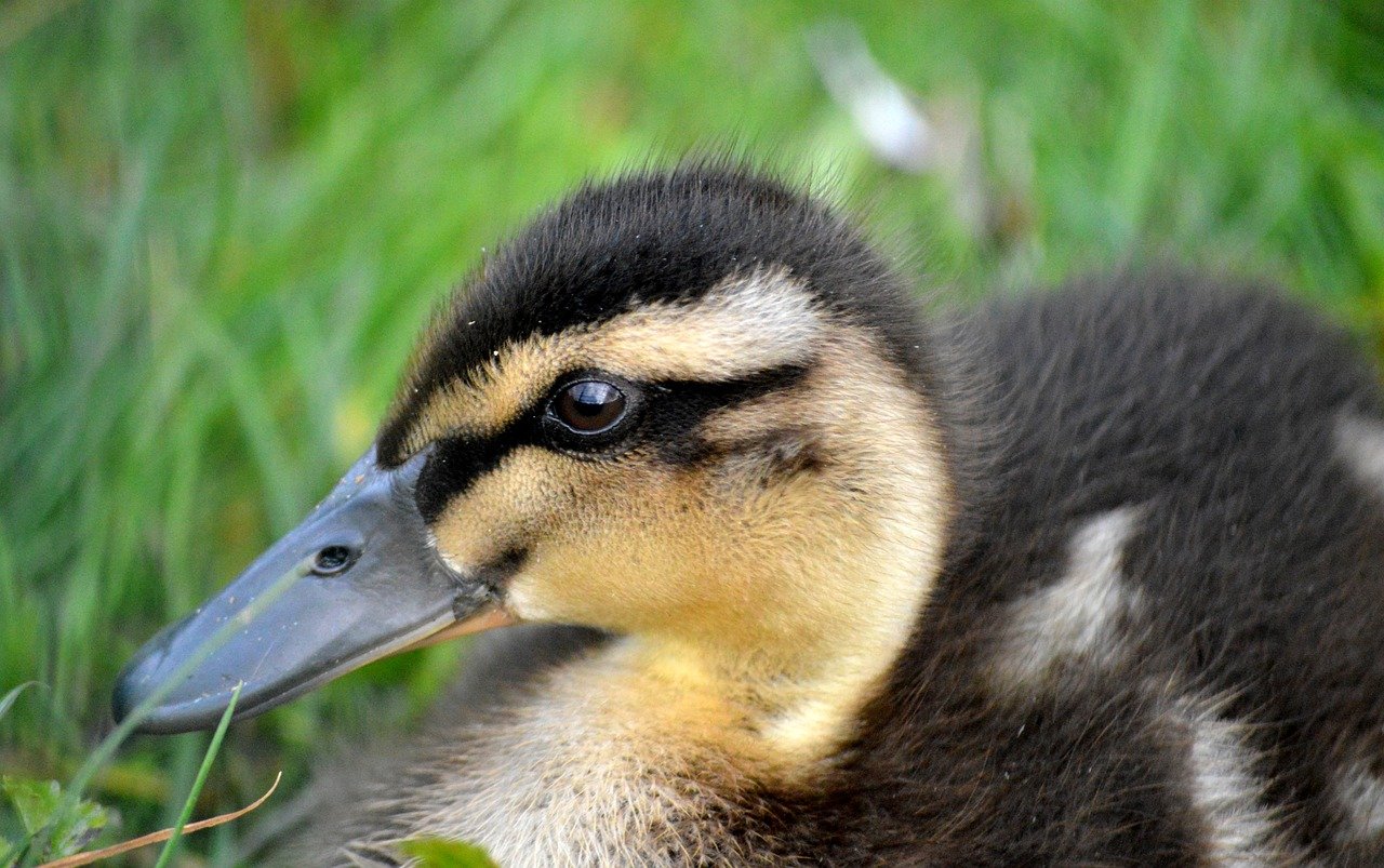ducklings, chick, offspring, duck, mallard, animal, small, cute, bird, duck bird, fluffy, animal world, close up, wildlife, young duck, nature, water bird, young, schwimmvogel, animal children, meadow, lawn, grass