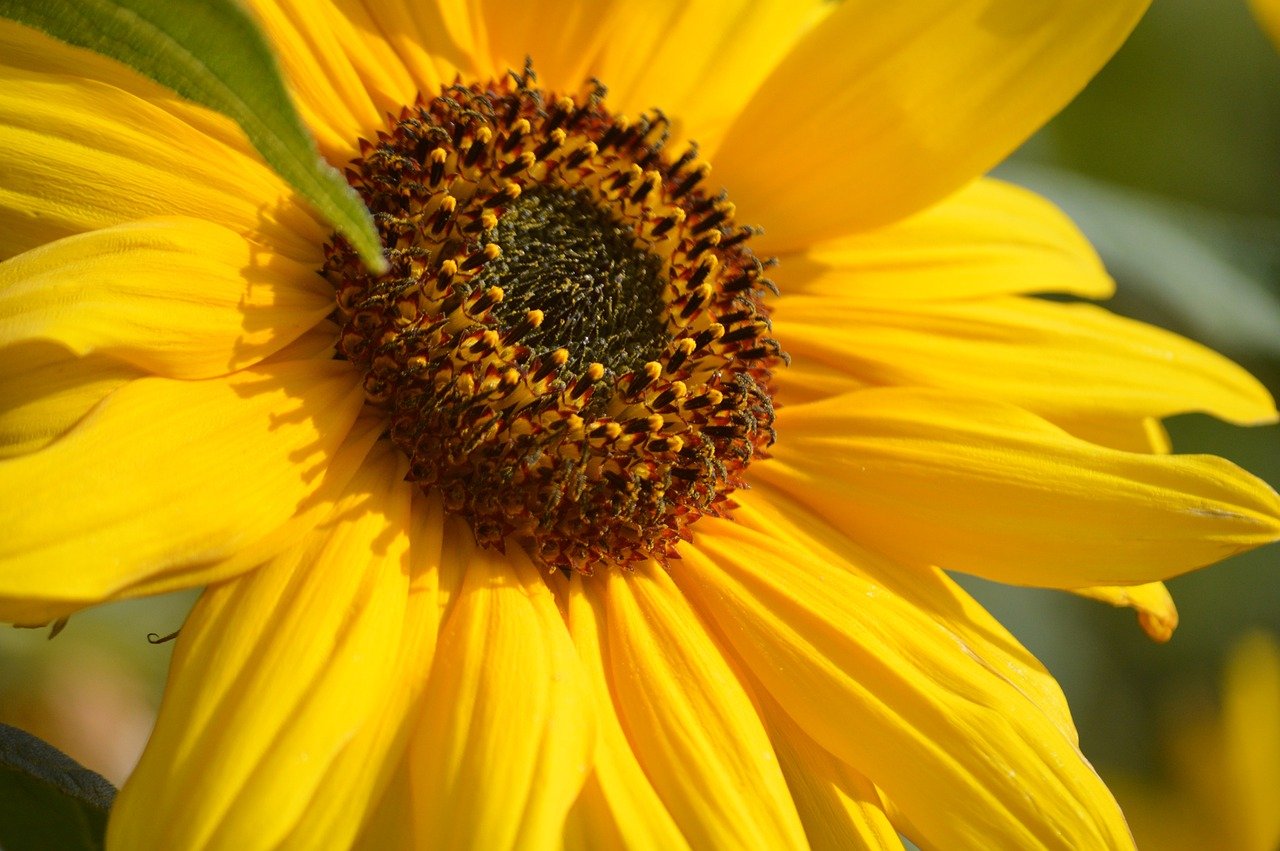 sunflower, hd wallpaper, flower background, flower, blossom, bloom, plant, nature, yellow, summer, close up, petals, nature wallpaper, flower wallpaper, tubular flowers, floral background, hd background, garden, nature background, beautiful flowers, flora