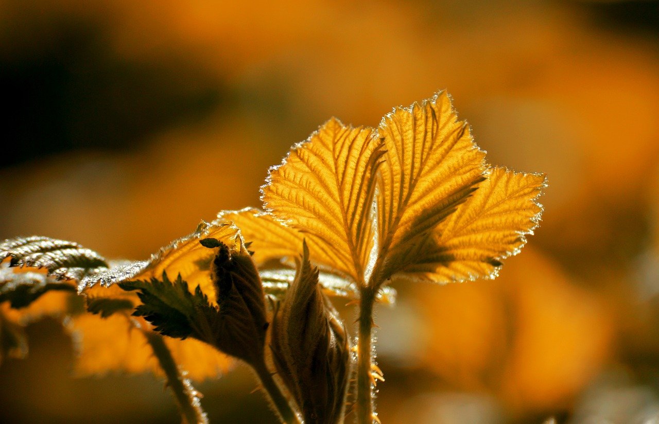autumn leaves, fall, leaves, leaf veins, leaf buds, autumn colors, fall season, close up, nature, autumn color, autumnal, season, autumn mood, bright colours, nature wallpaper, hd background, autumn motif