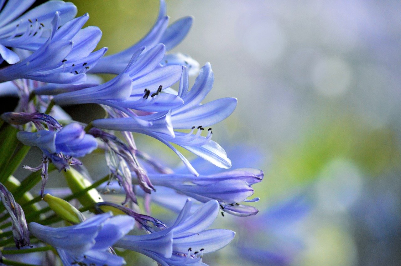 lily, african lilies, lilies of the nile, garden, flora, jewelry lilies, amaryllidaceae, blooms, hd wallpaper, blue flowers, botany, nature, purple flowers, beautiful flowers, blossoms, flower wallpaper, love flowers, floral background, agapanthus