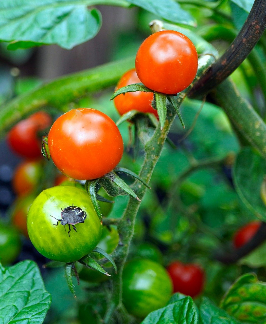 tomatoes, food, vegetables, healthy, fresh, meal