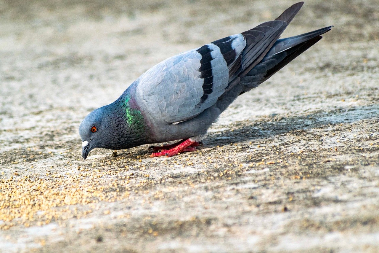 rock pigeon, pigeon, dove, feeding, nature, animal, wildlife, species, plumage, feathers, columbidae, urban, perch, avian, bird, ornithology, perched, birdwatching, beak, fauna