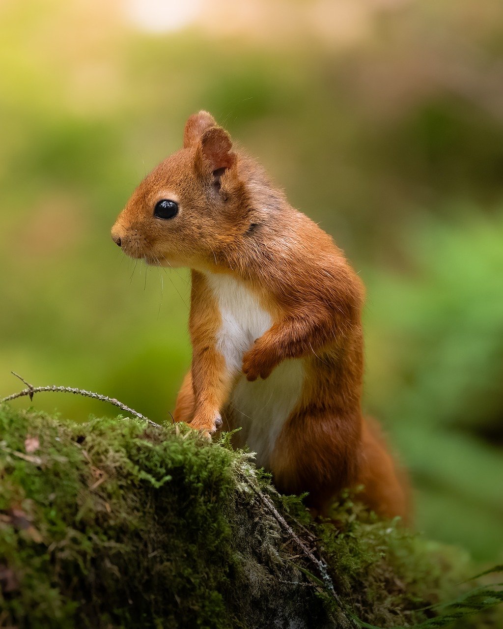 squirrel, animals, animal photography, nature, mammal, rodent, forest, wild