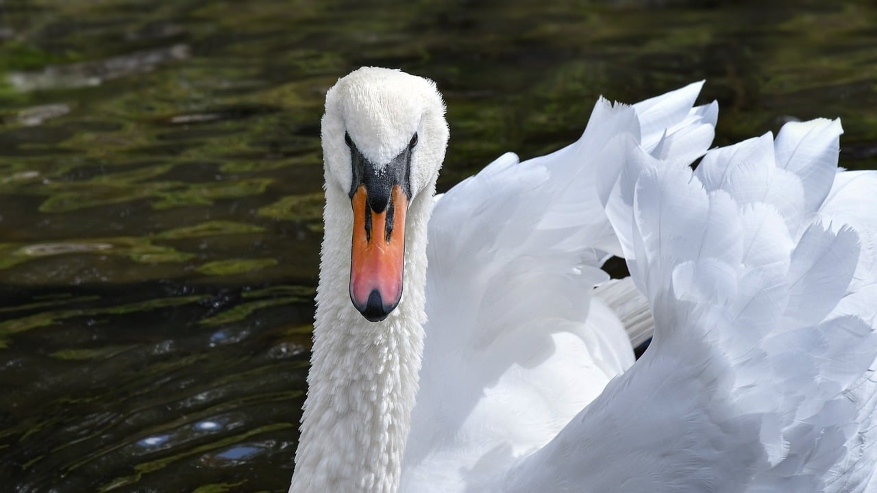 swan, bird, animal, lake, plumage, nature, white