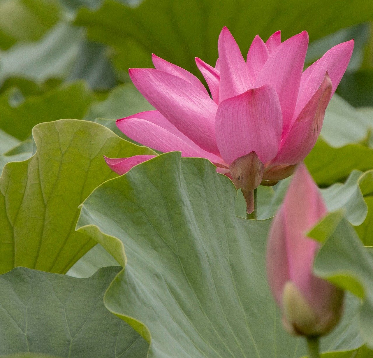 lotus, flower, plant, bloom, flora, petals, blossom, pink