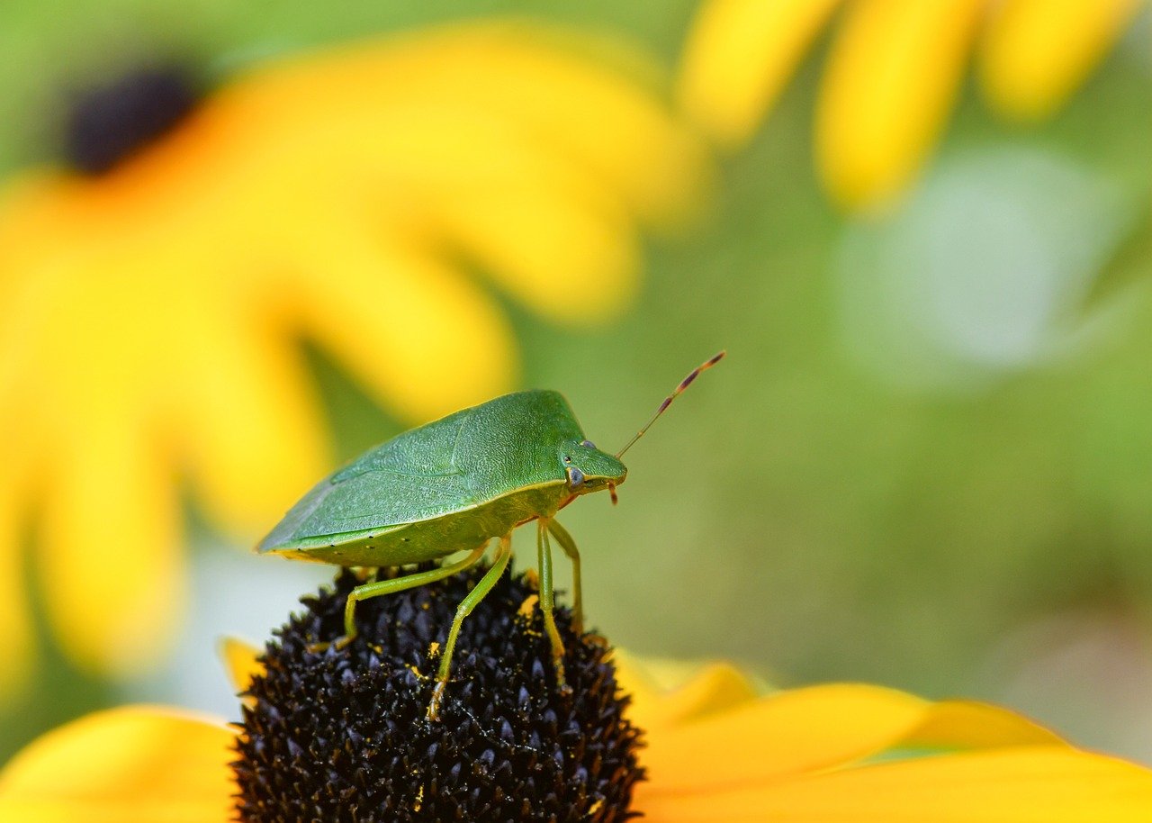 bug, insect, flower wallpaper, macro, green thumbtack, flowers, beautiful flowers, flower background, yellow, nature