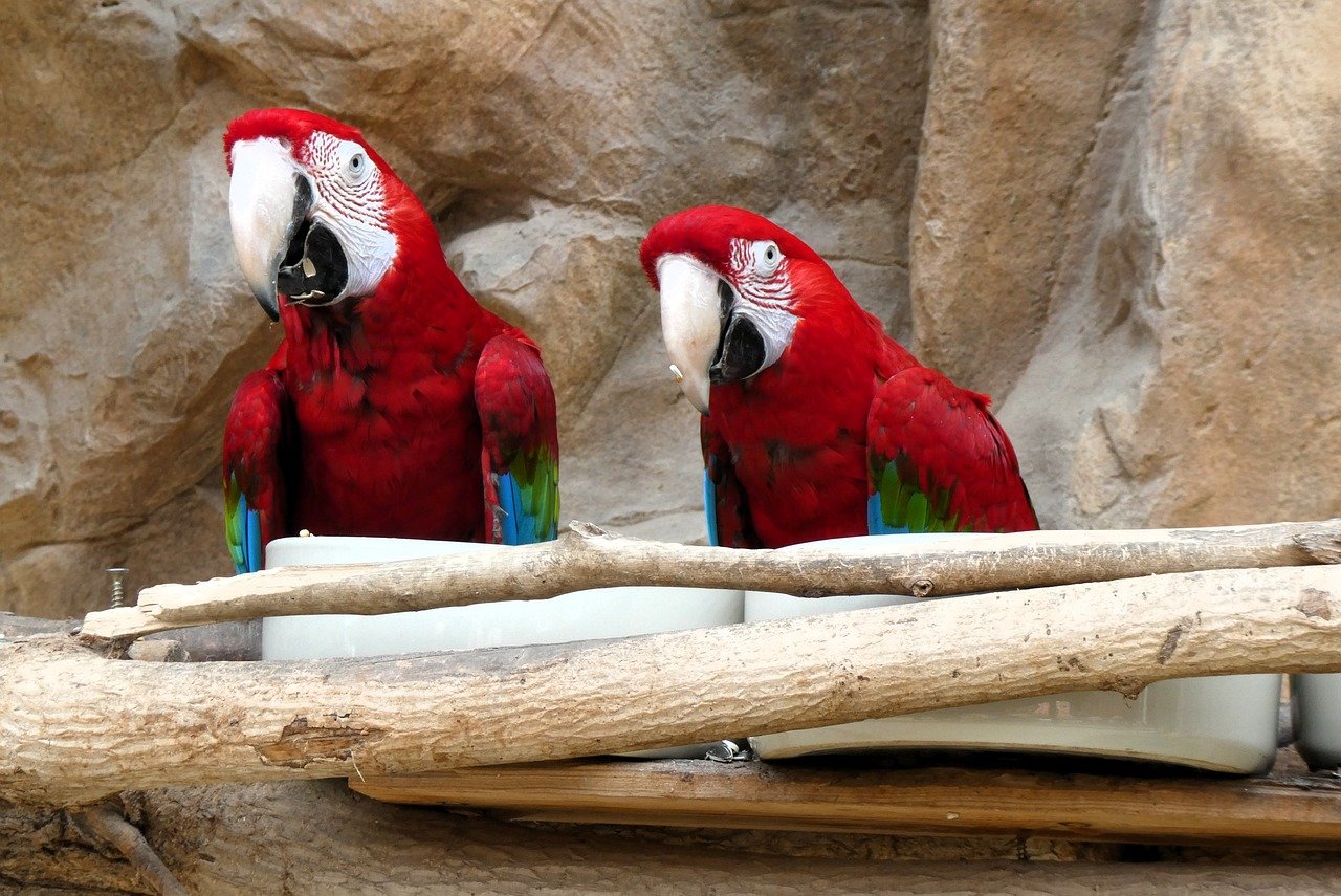 macaw, parrot, bird, animal, exotic, beak, avian, zoo, portrait, feathers, plumage, fauna, ornithology, multicolored, animal world, red