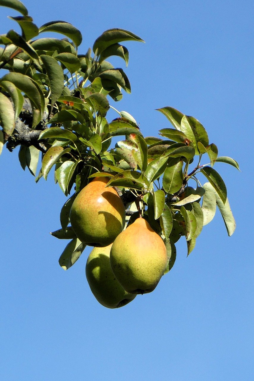 pears, pear, fruit, autumn, harvest, healthy, power supply, food, biological, fresh