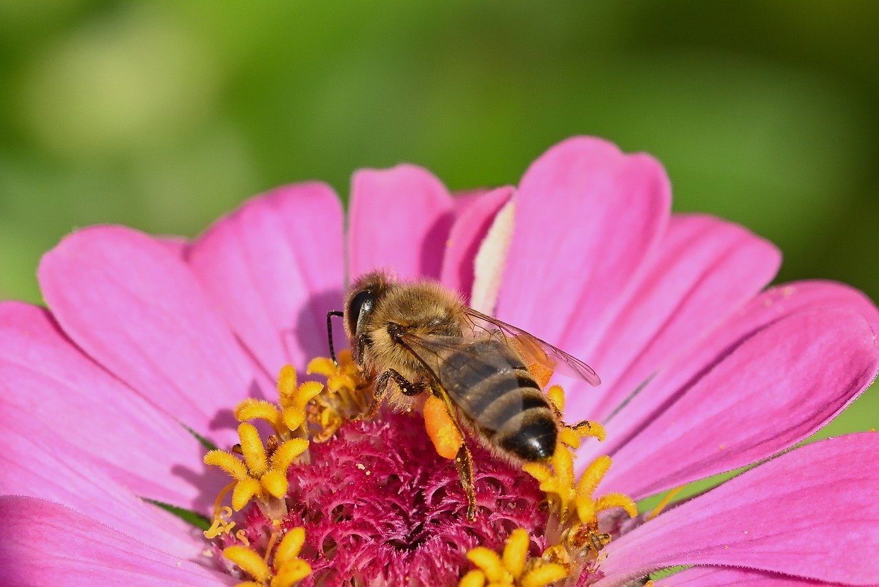 bee, honey bee, insect, flower wallpaper, pollination, close up, beautiful flowers, blossom, bloom, flower background, flower, nectar, pollen, garden, nature
