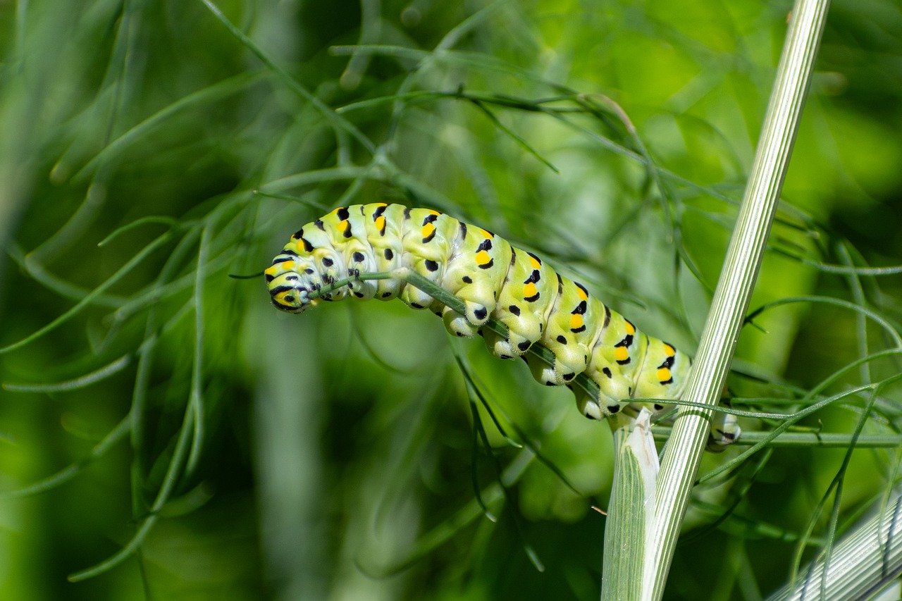 black swallowtail, butterfly, caterpillar, insect, nature