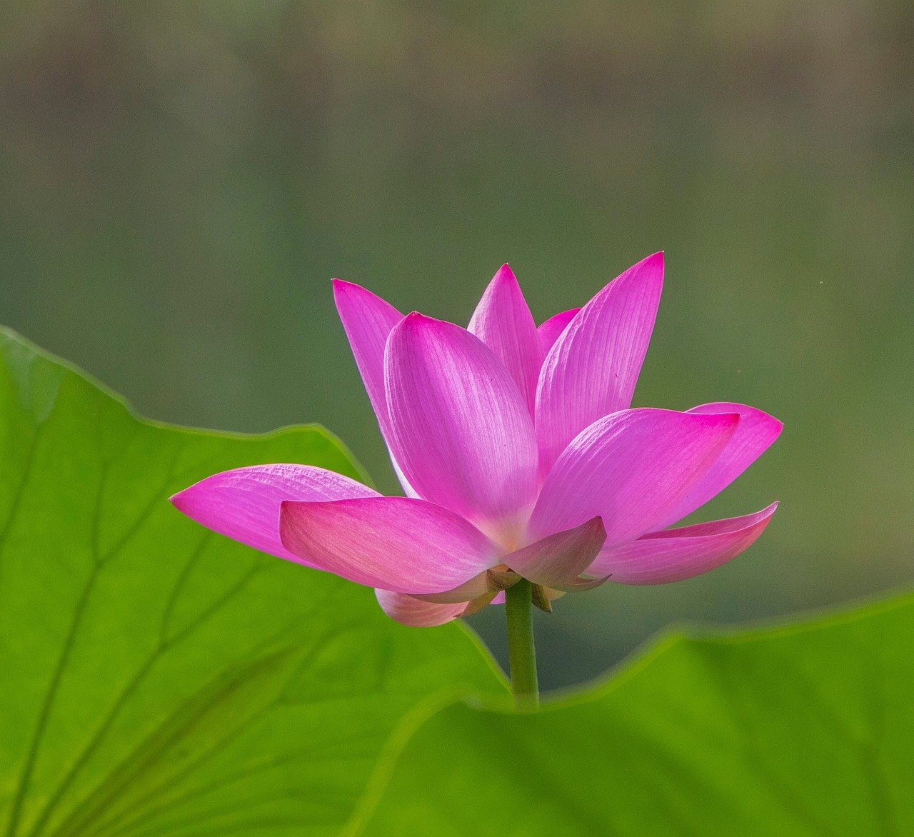 lotus, flower, plant, bloom, flora, petals, blossom, pink