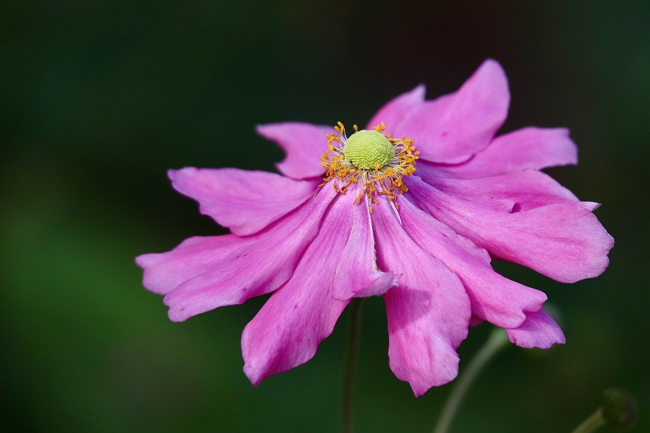 autumn anemone, windows wallpaper, 4k wallpaper, anemone, desktop backgrounds, free wallpaper, wallpaper 4k, beautiful wallpaper, mac wallpaper, pink flower, petals, stamens, pistils, wallpaper hd, cool backgrounds, laptop wallpaper, beautiful flowers, free background, flower wallpaper, 4k wallpaper 1920x1080, background, full hd wallpaper, hd wallpaper, nature
