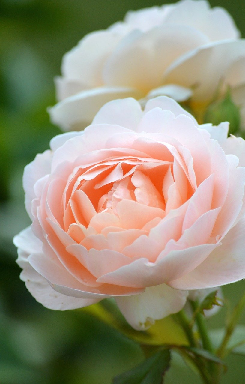 roses, flower, blossoms, rose garden, floral background, flower wallpaper, nature, garden, flora, close up, noble