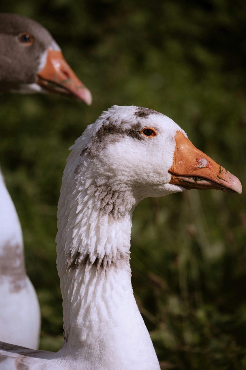 goose, bird, plumage, beak, close up, greylag goose, ornithology, fall, nature, wildlife