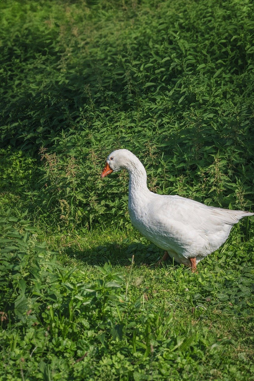 goose, nature, bird, wildlife, greylag goose, ornithology, plumage, fauna, animal