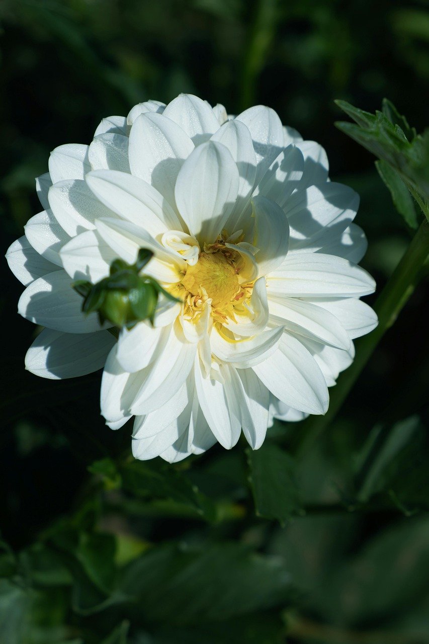 dahlia, flower, nature, petals, close up, plant, garden dahlia, late summer, blossom, bloom, white