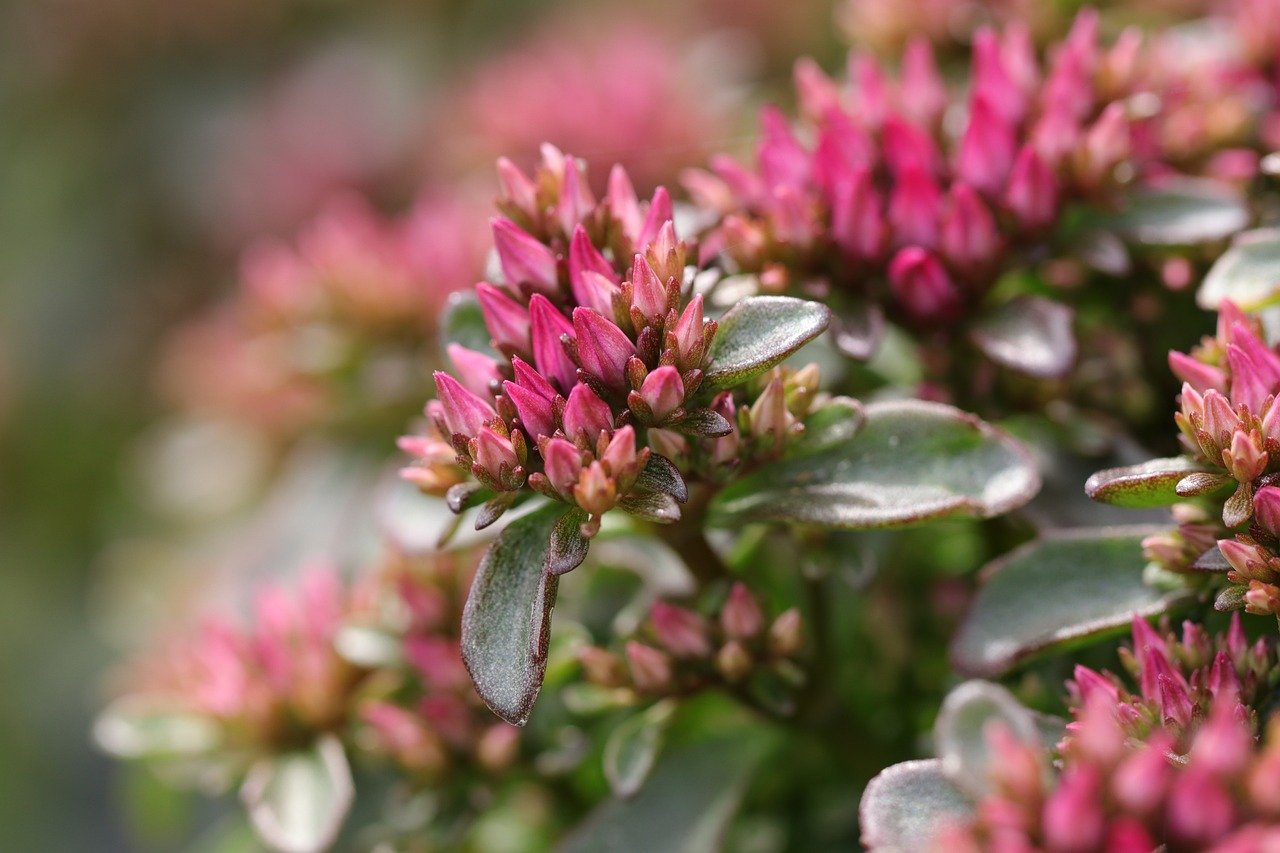plants, flowers, sedum, succulents, stonecrop, pink flowers, nature, flora, garden plants, background, desktop background, detail, flower buds, garden
