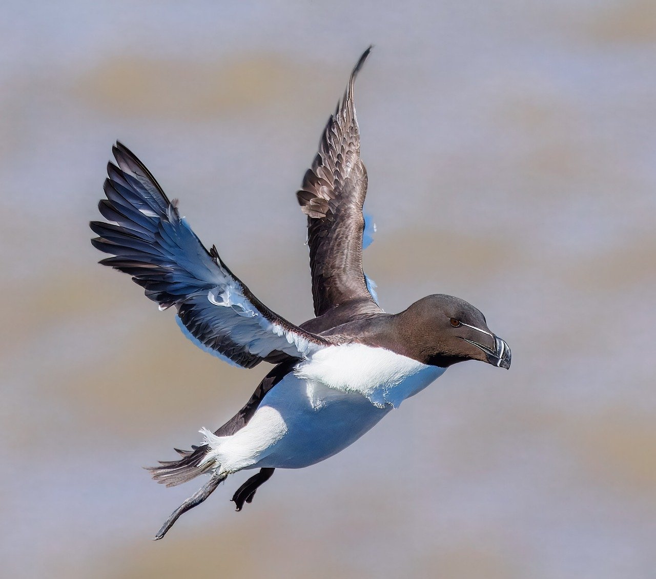 nature, wildlife, plumage, ornithology, feathers, avian, birdwatching, flight, flying, wings, beak, sea, coast, seabirds, razorbill, seabird, bird