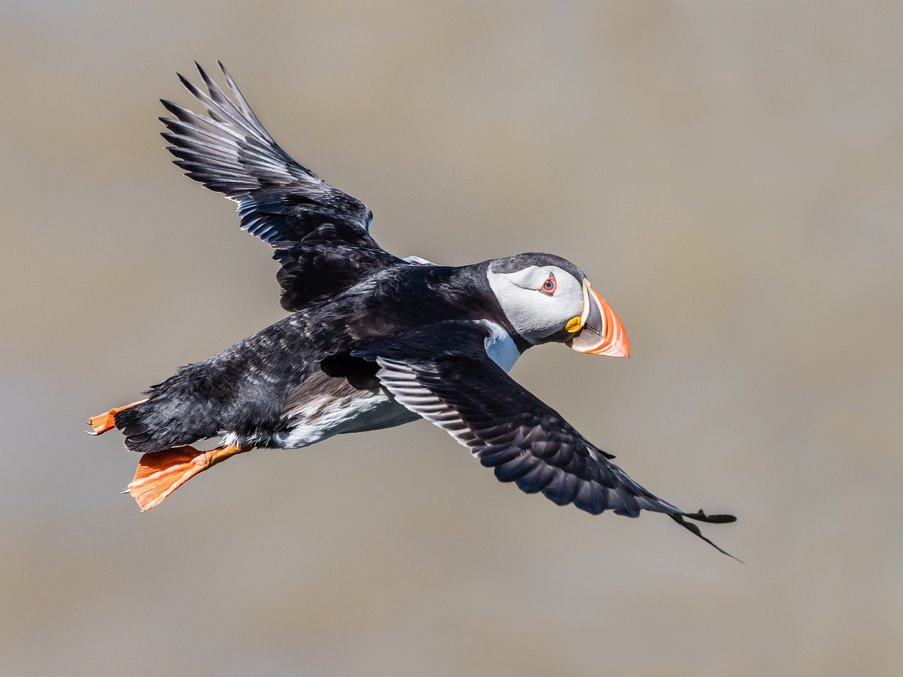 nature, wildlife, plumage, ornithology, feathers, avian, birdwatching, flight, flying, wings, beak, sea, coast, seabirds, puffin, bird, seabird