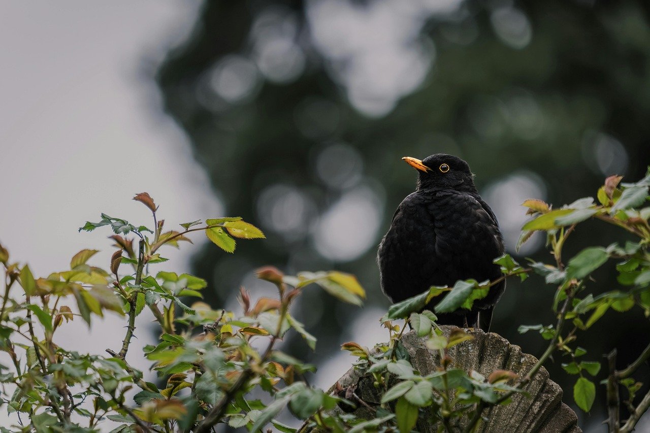 blackbird, bird, nature, animal, ornithology, bird watching, songbird, beak